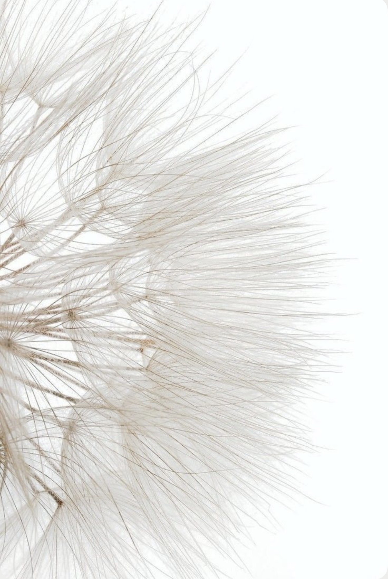 Soft, airy dandelion against a luminous backdrop